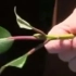 Jak propagovat rododendron? Řezání, vrstvení, semena + 2 způsoby!